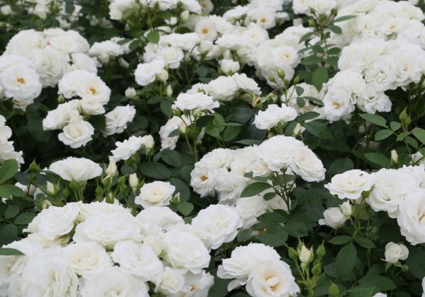 Rosa Baby Schneewittchen, augststumbrs 60cm