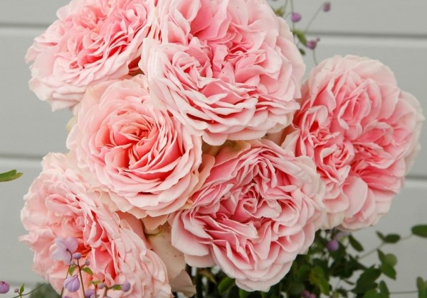 Rosa Amorosa, 2l podā