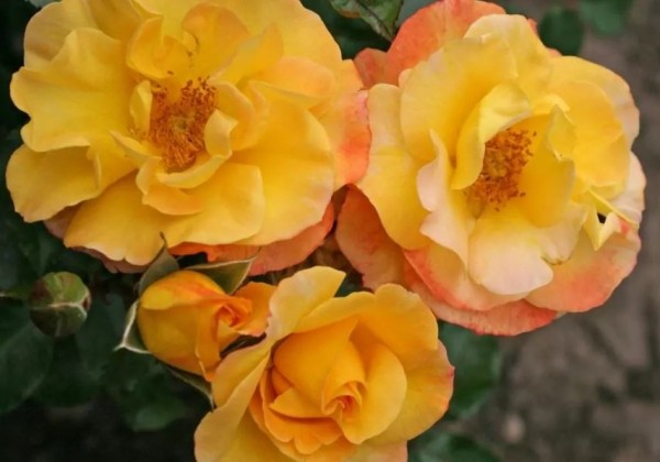 Rosa Bright Smiles