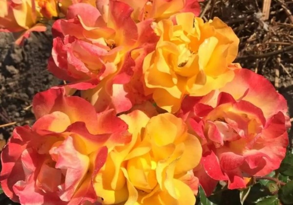 Rosa Bright Smiles