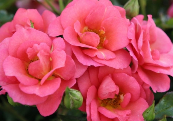 Rosa Flamingo, 2l podā