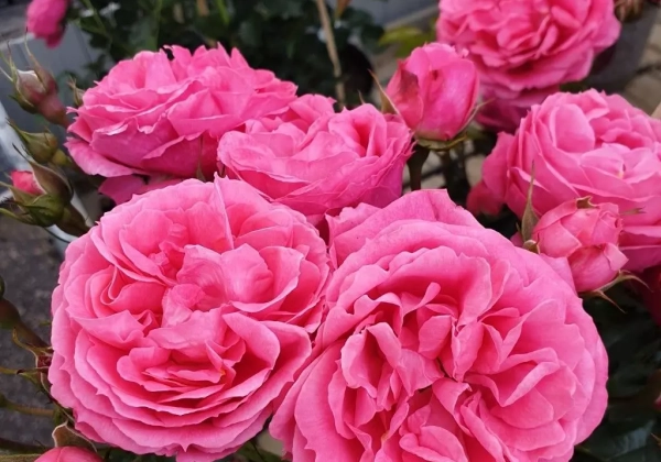 Rosa Clivia Flowe Circus, 2l podā