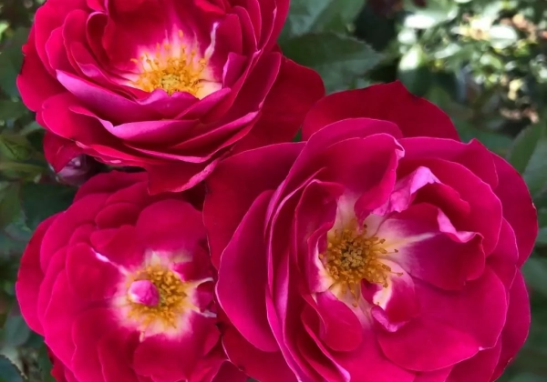 Rosa BlütenRhein, 2L podā