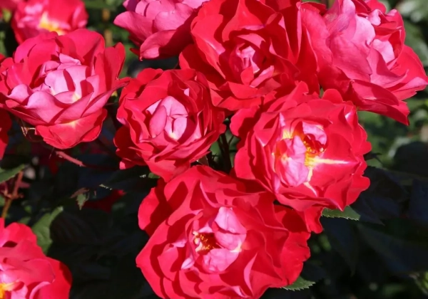 Rosa BlütenRhein, 2L podā
