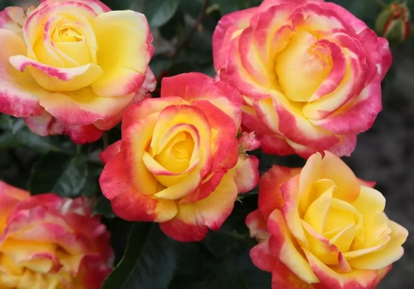 Rosa Casino
