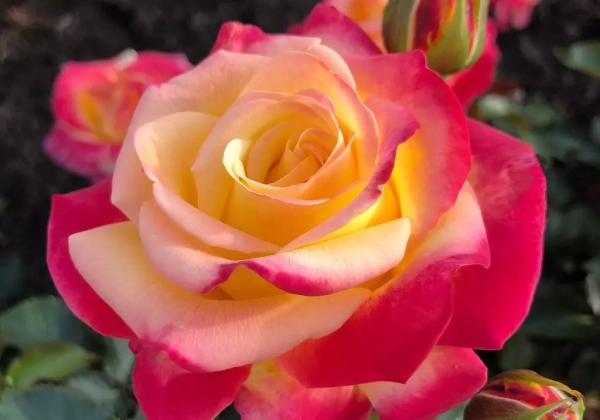 Rosa Casino, 2l podā