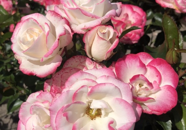 Rosa Art Deco