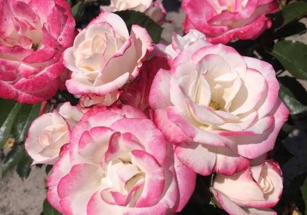 Rosa Art Deco, 2L podā
