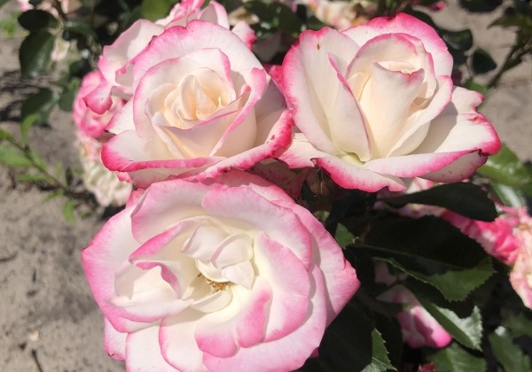 Rosa Art Deco, 2L podā