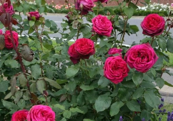 Rosa Gräfin Diana