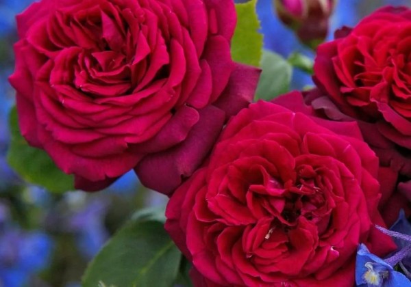 Rosa Gräfin Diana