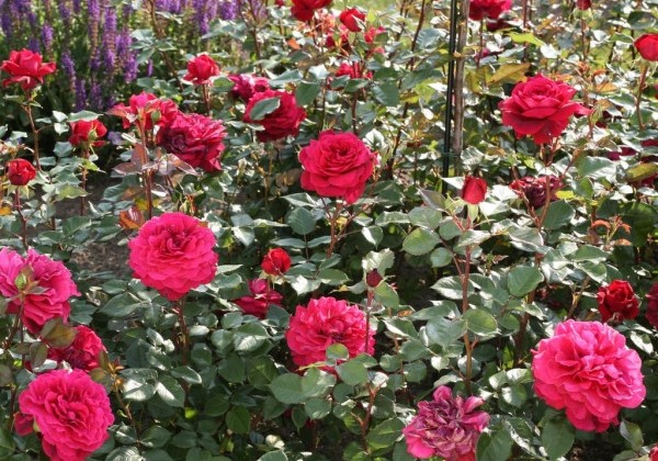 Rosa Bellevue, augststumbrs 80cm