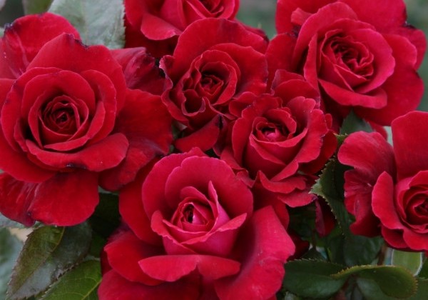 Rosa Bellevue, 2l podā