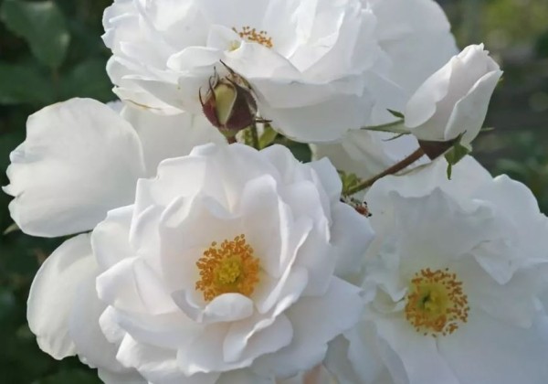 Rosa Hella
