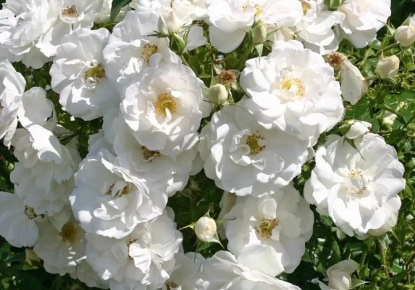 Rosa Hella