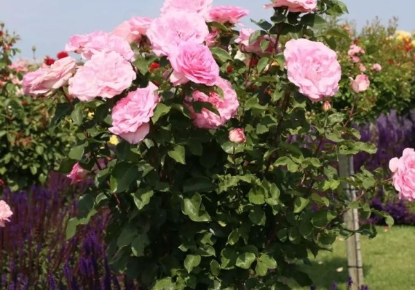 Rosa Beverly, augststumbrs 80cm