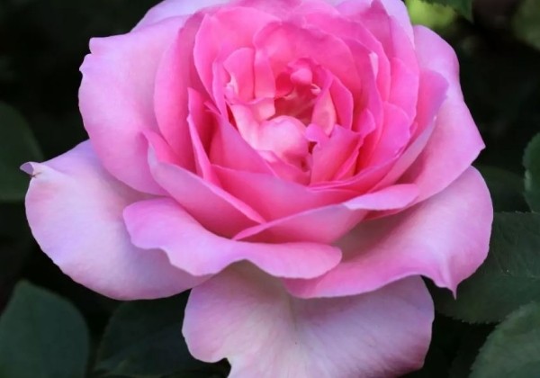 Rosa Beverly