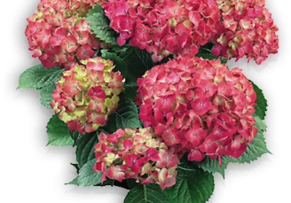 Hydrangea macrophylla Leuchtfeuer, 19cm podā