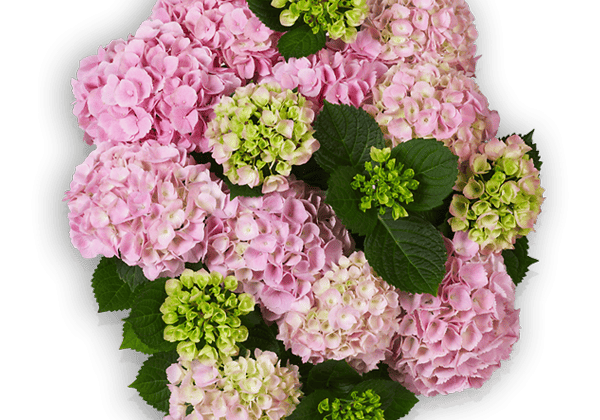 Hydrangea macrophylla Saxon Gräfin Cosel, 14cm podā
