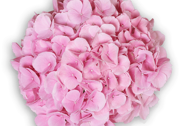 Hydrangea macrophylla Saxon Gräfin Cosel, 14cm podā