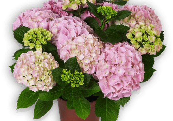 Hydrangea macrophylla Saxon Gräfin Cosel, 14cm podā