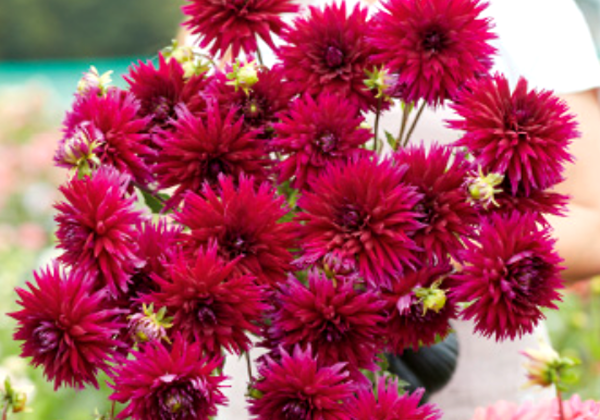 Dahlia hortensis Ambition