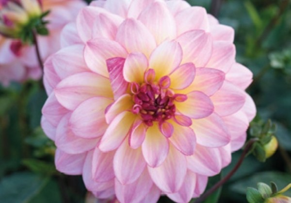 Dahlia hortensis Zingaro