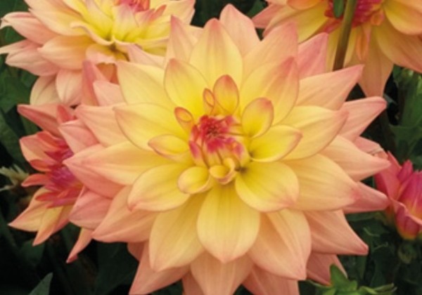 Dahlia hortensis Melody Dora