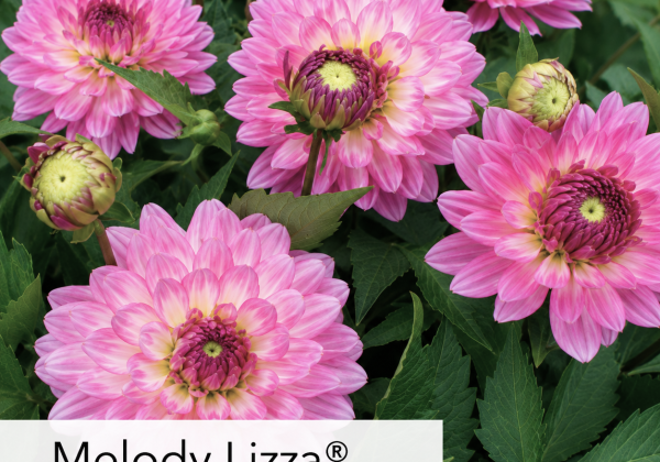 Dahlia hortensis Melody Lizza