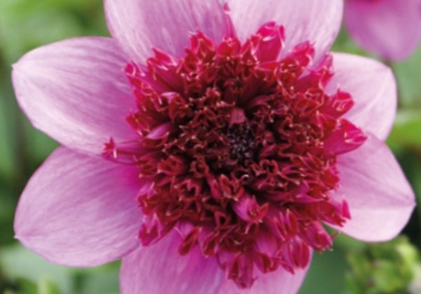 Dahlia hortensis Blue Bayou