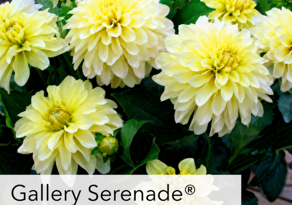 Dahlia hortensis Gallery Serenade