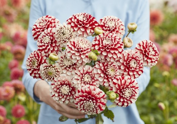 Dahlia hortensis Cum Laude