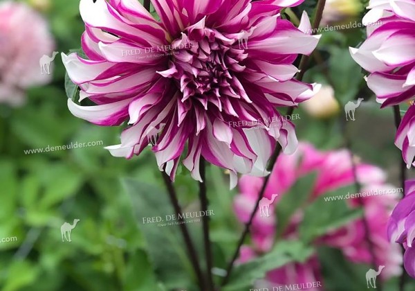 Dahlia hortensis Radegast