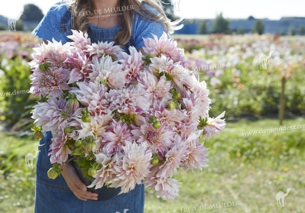 Dahlia hortensis Café au Lait Twist