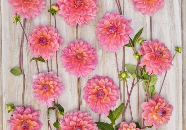 Dahlia hortensis Great Silence