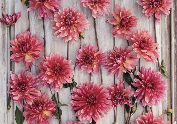 Dahlia hortensis Misses Dutch