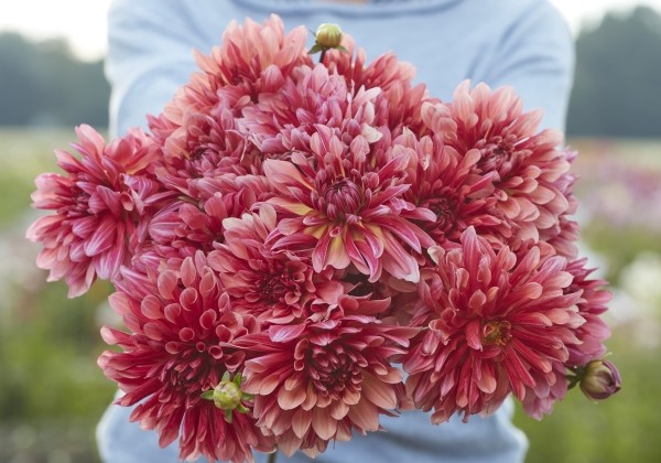 Dahlia hortensis Misses Dutch