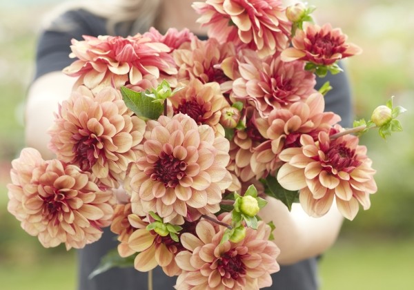Dahlia hortensis Crème de Cognac