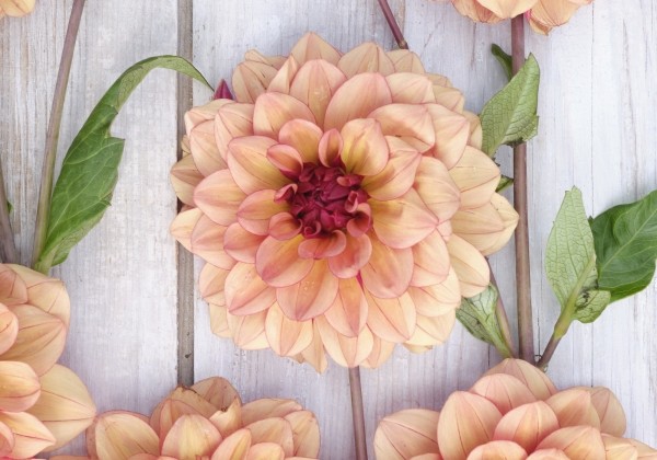 Dahlia hortensis Crème de Cognac
