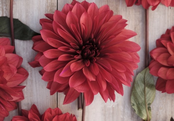 Dahlia hortensis Danique