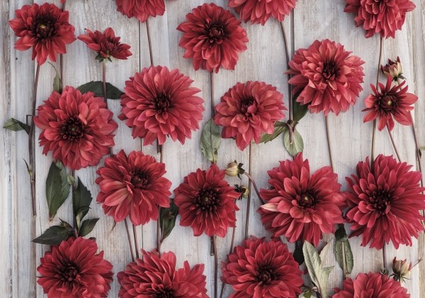 Dahlia hortensis Danique
