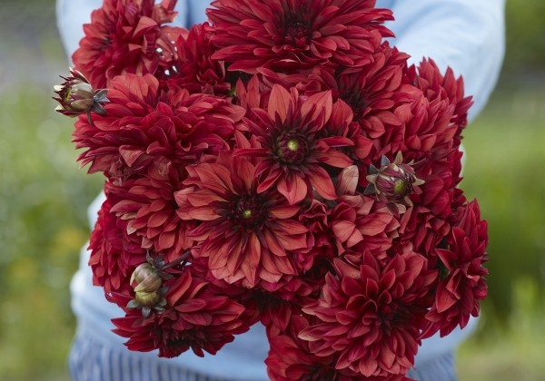 Dahlia hortensis Danique