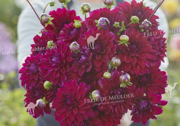 Dahlia hortensis Mister Blue