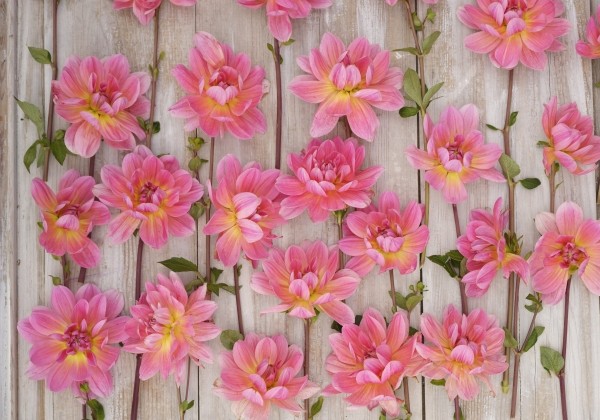 Dahlia hortensis Twiggy