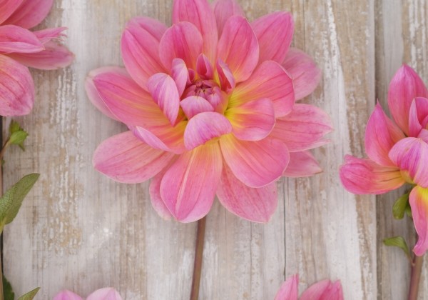 Dahlia hortensis Twiggy