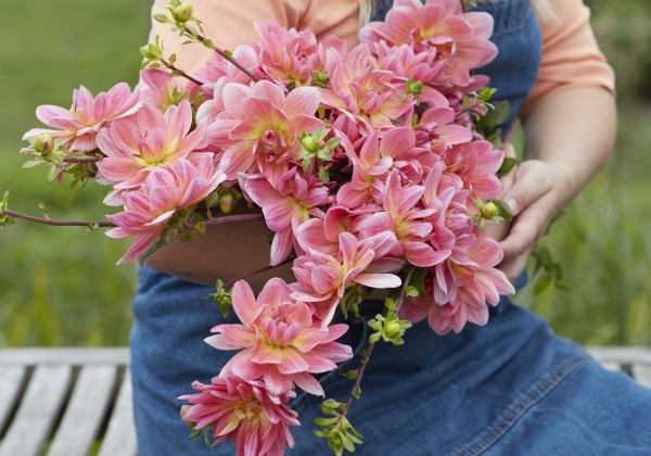 Dahlia hortensis Twiggy