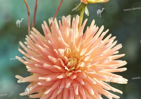 Dahlia hortensis P.G. Wodehouse