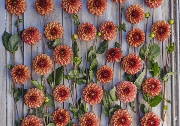 Dahlia hortensis High Fidelity