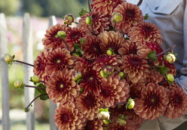 Dahlia hortensis High Fidelity