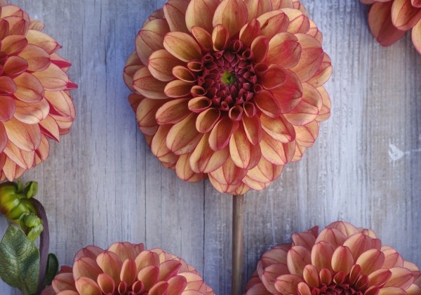 Dahlia hortensis High Fidelity